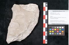 Foto (Objekt + Etikett) von Dictyopteris brongniarti Gutb. (NHMW-GEO-2024-0188-10782)